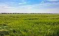 Steppe grass