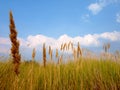 Steppe grass