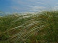 Steppe grass