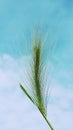 Steppe grass grass on the background of blue sky and white clouds Royalty Free Stock Photo