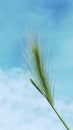 Steppe grass grass on the background of blue sky and white clouds Royalty Free Stock Photo