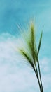 Steppe grass grass on the background of blue sky and white clouds Royalty Free Stock Photo