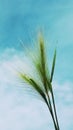 Steppe grass grass on the background of blue sky and white clouds Royalty Free Stock Photo