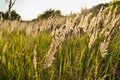 Steppe grass. A feather-grass at sunset against the sun. Evening Royalty Free Stock Photo