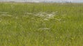 Steppe grass forms a filigree pattern at the slightest breath of wind Royalty Free Stock Photo