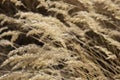 Steppe Grass