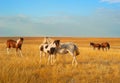 Steppe horses Royalty Free Stock Photo