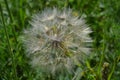 Steppe large white round flower with seeds 