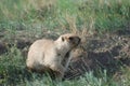 The steppe marmot, or bobak Marmota bobak digs a hole in the spring.