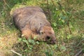 Steppe marmot Royalty Free Stock Photo