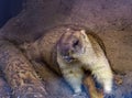 A steppe marmot sits on the sand near a log. The mouth is slightly open, the lower teeth are visible.