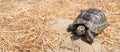 Steppe mediterranean turtle on dry grass