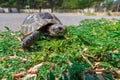 Steppe mediterranean turtle on green grass