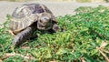 Steppe mediterranean turtle on green grass