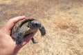 Steppe mediterranean turtle in hand