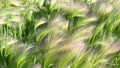 Steppe plant Feather grass in the wind