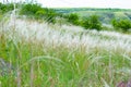 Steppe plant Stipa close-up, beautiful landscape on horizon. Summer background from field tall grass feather grass