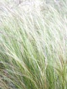 Steppe plant Stipa nature outdoors field