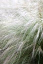 Steppe plant Stipa nature outdoors field