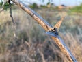 Steppe plant thorns