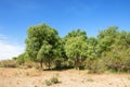 steppe, prairie, veldt, veld Royalty Free Stock Photo