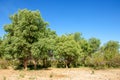 steppe, prairie, veldt, veld Royalty Free Stock Photo