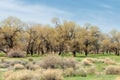 steppe, prairie, veldt, veld Royalty Free Stock Photo