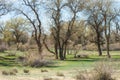 steppe, prairie, veldt, veld Royalty Free Stock Photo