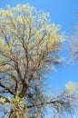 steppe, prairie, veldt, veld Royalty Free Stock Photo