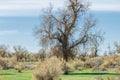 steppe, prairie, veldt, veld Royalty Free Stock Photo