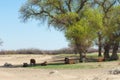 steppe, prairie, veldt, veld Royalty Free Stock Photo