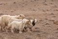 steppe, prairie, veldt, veld Royalty Free Stock Photo