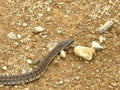 Steppe ratsnake Elaphe dione Dione snake closeup