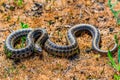 Steppe ratsnake or Elaphe dione on ground Royalty Free Stock Photo