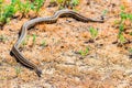 Steppe ratsnake or Elaphe dione on ground Royalty Free Stock Photo