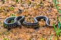 Steppe ratsnake or Elaphe dione on ground