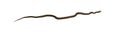 Steppe ratsnake Elaphe dione Dione snake isolated on white background