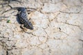 Steppe runner lizard or Eremias arguta close on dry ground