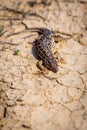 Steppe runner lizard or Eremias arguta close on dry ground