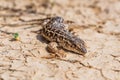 Steppe Runner Lizard or Eremias arguta on dry ground close