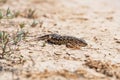 Steppe Runner Lizard or Eremias arguta on dry ground close