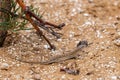 Steppe Runner Lizard or Eremias arguta on sand