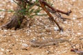 Steppe Runner Lizard or Eremias arguta on sand