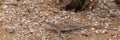 Steppe Runner Lizard or Eremias arguta on sand