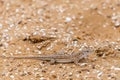 Steppe Runner Lizard or Eremias arguta on sand