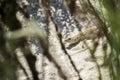 Steppe-runner lizard. Image of habitat. Eremias arguta