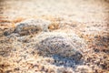 Steppe saline soils of Kazakhstan