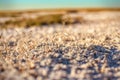 Steppe saline soils of Kazakhstan
