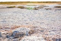 Steppe saline soils of Kazakhstan