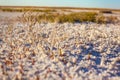 Steppe saline soils of Kazakhstan